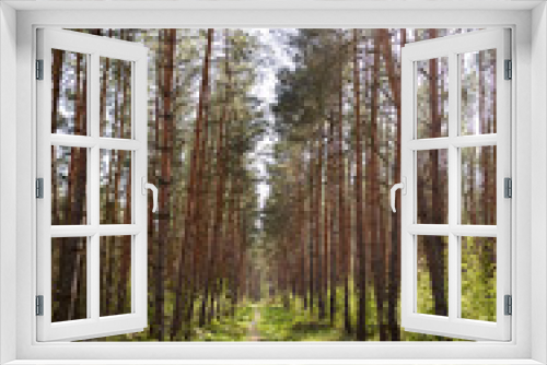 Fototapeta Naklejka Na Ścianę Okno 3D - Forest with fir and pine tree-lined walking trail