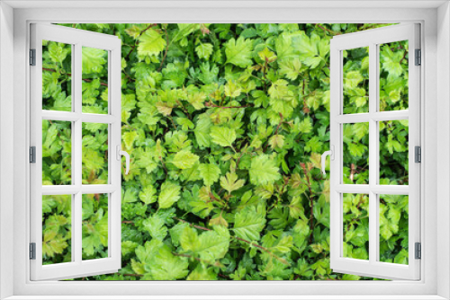 Fototapeta Naklejka Na Ścianę Okno 3D - background of green leaves, green grass