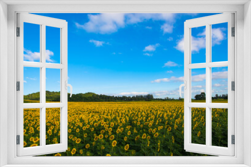 Fototapeta Naklejka Na Ścianę Okno 3D - sunflowers field on sky