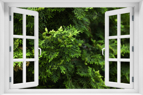 Fototapeta Naklejka Na Ścianę Okno 3D - Close up of green thuja branches. Coniferous plant