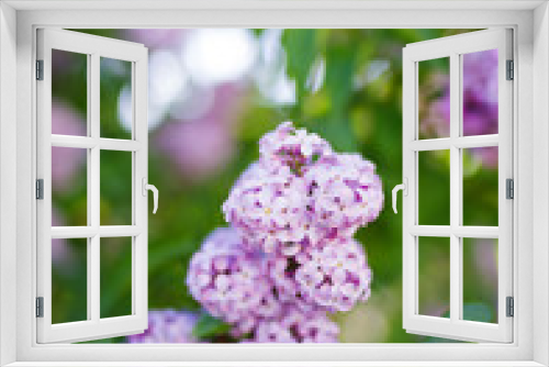 Fototapeta Naklejka Na Ścianę Okno 3D - Lilac bush in Almargen Andalusia Spain