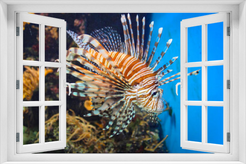 Fototapeta Naklejka Na Ścianę Okno 3D - Red Lionfish - Beautiful And Dangerous Animals. A Very Dangerous Fish Of The Caribbean Sea