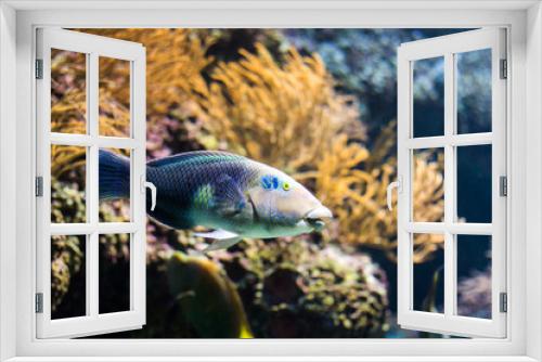 Fototapeta Naklejka Na Ścianę Okno 3D - Ocean fish swimming with coral reef in background