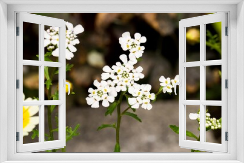 Fototapeta Naklejka Na Ścianę Okno 3D - Bienenwiese - weiße Blüten