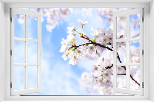 Fototapeta Naklejka Na Ścianę Okno 3D - Cherry blossom in spring.