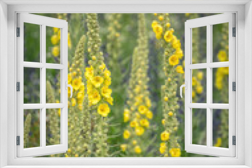 Fototapeta Naklejka Na Ścianę Okno 3D - Summer wildflowers and sunny meadow. Postcard for the holiday 