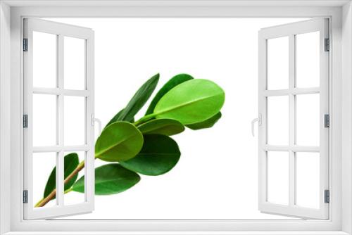 Fototapeta Naklejka Na Ścianę Okno 3D - fresh green leaf isolated on white background for design elements, flat lay