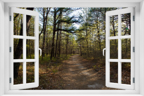 Fototapeta Naklejka Na Ścianę Okno 3D - Summer forest trail and path between forest trees in Long Island, NY