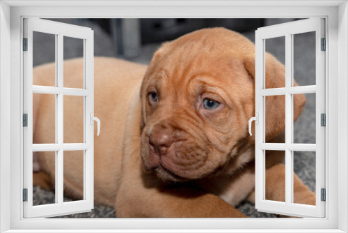 Fototapeta Naklejka Na Ścianę Okno 3D - A portrait shot of Mabel, a beautiful 5 week old French Mastiff (Dogue de Bordeaux) puppy, laid on the floor watching what's going on nearby.