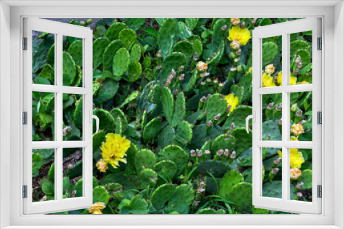 Fototapeta Naklejka Na Ścianę Okno 3D - Cactus flowers