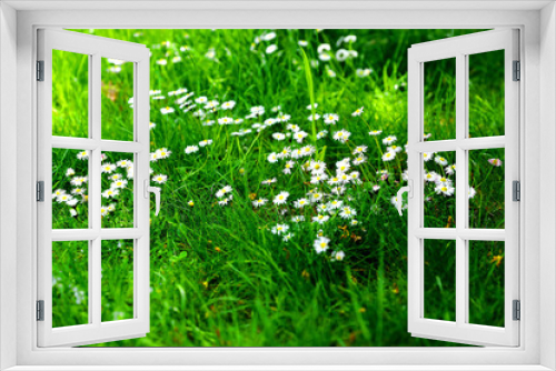 Fototapeta Naklejka Na Ścianę Okno 3D - Piękne stokrotki w trawie na przedmieściach