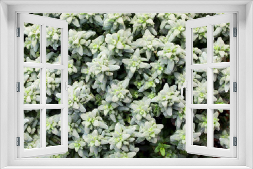 Fototapeta Naklejka Na Ścianę Okno 3D - background of plants of fragrant thyme typical aromatic herb in