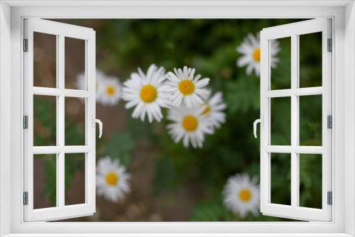 Fototapeta Naklejka Na Ścianę Okno 3D - daisies in a garden