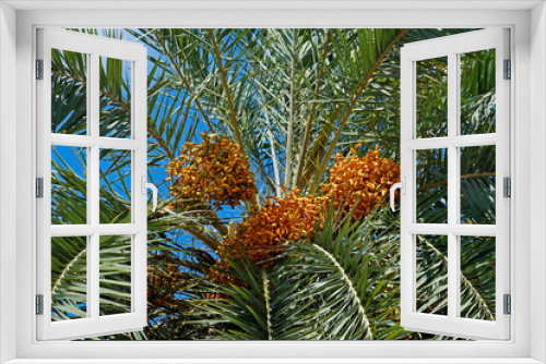 Fototapeta Naklejka Na Ścianę Okno 3D - Date fruits in palm tree