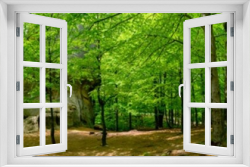 Fototapeta Naklejka Na Ścianę Okno 3D - Beauitful green forest photo. Pine trees and a path in the forest. Summer mountain background. Rila mountain, Bulgaria