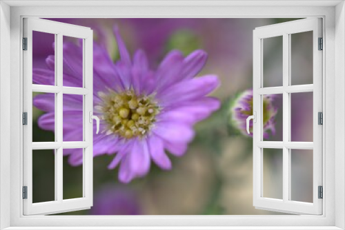Fototapeta Naklejka Na Ścianę Okno 3D - Closeup violet purple New york aster amellus flowers , American asters plants in garden with blurred background ,macro image ,soft focus ,sweet color for card design