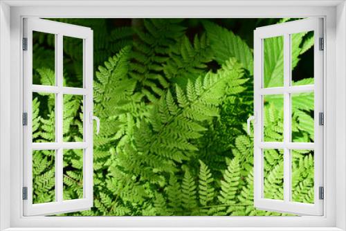 Fototapeta Naklejka Na Ścianę Okno 3D - Fern leaves.