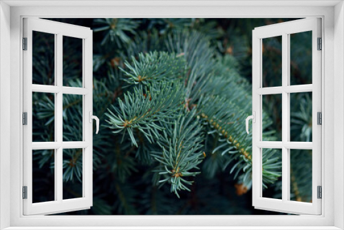Fototapeta Naklejka Na Ścianę Okno 3D - blue spruce branch closeup macro