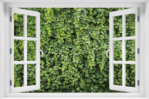 Fototapeta Naklejka Na Ścianę Okno 3D - Green natural wall with Ivy and grapes plant 