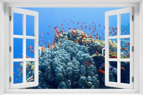 Fototapeta Naklejka Na Ścianę Okno 3D - Beautiful tropical coral reef with shoal of red coral fish Anthias