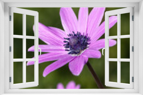 Fototapeta Naklejka Na Ścianę Okno 3D - Flower