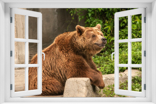 Fototapeta Naklejka Na Ścianę Okno 3D - Brown grizzly bear closeup in zoo garden