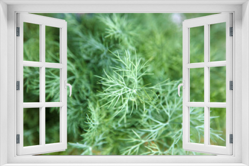 Fototapeta Naklejka Na Ścianę Okno 3D - green dill in the garden