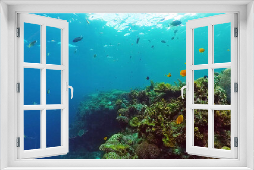 Fototapeta Naklejka Na Ścianę Okno 3D - Underwater Scene Coral Reef. Tropical underwater sea fishes. Bohol, Philippines.