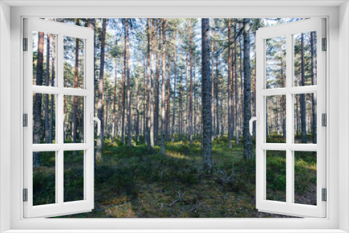 Fototapeta Naklejka Na Ścianę Okno 3D - a scenic swedish woodland landscape