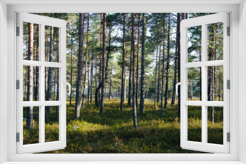 Fototapeta Naklejka Na Ścianę Okno 3D - a scenic swedish woodland landscape