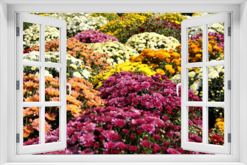 Fototapeta Naklejka Na Ścianę Okno 3D - autumn flower