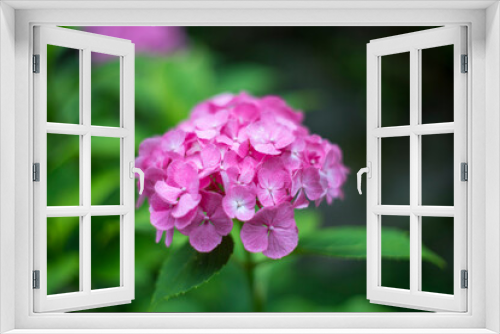 Fototapeta Naklejka Na Ścianę Okno 3D - Hydrangea blooming in the rainy season
