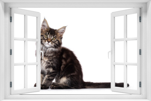 Fototapeta Naklejka Na Ścianę Okno 3D - Cute classic black tabby Maine Coon cat kitten, sitting side ways withtail stretched behind body. Looking towards camera. Isolated on white background.