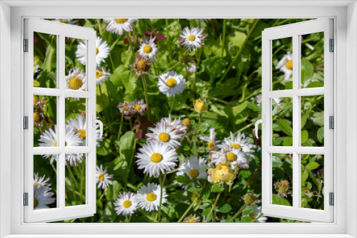 Fototapeta Naklejka Na Ścianę Okno 3D - Bouquet of medicinal daisies in the sunlight. Good remedy.