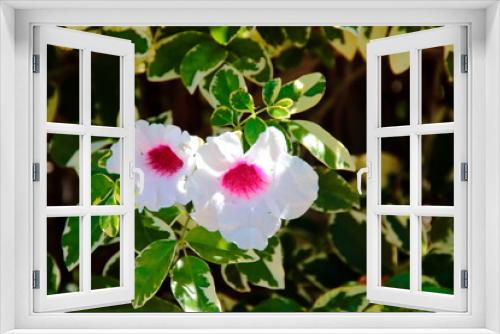 Fototapeta Naklejka Na Ścianę Okno 3D - pink and white flower 