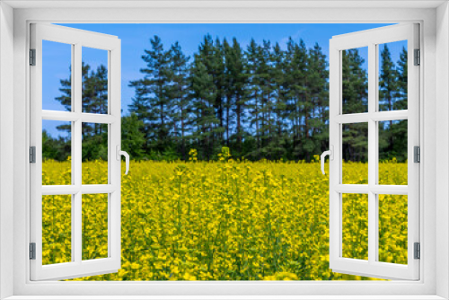 Fototapeta Naklejka Na Ścianę Okno 3D - Field of bright yellow flowering rapeseed against the background of a pine forest