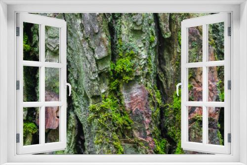 Fototapeta Naklejka Na Ścianę Okno 3D - tree bark and moss