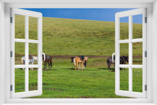 Fototapeta Naklejka Na Ścianę Okno 3D - Tied horses near Song Kul lake, Kyrgyzstan
