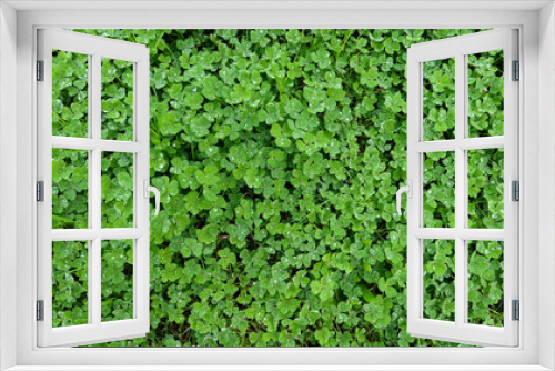Fototapeta Naklejka Na Ścianę Okno 3D - green grassland   background texture or wallpaper