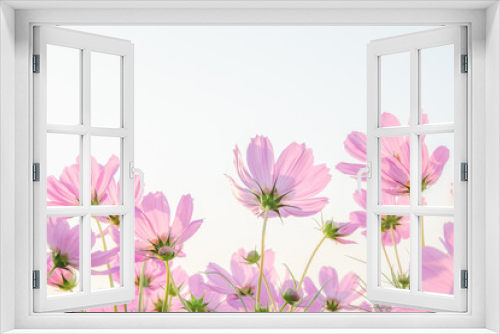 Fototapeta Naklejka Na Ścianę Okno 3D - Pink cosmos flower on white background.
