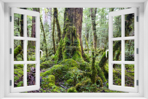 Fototapeta Naklejka Na Ścianę Okno 3D - New Zealand forest