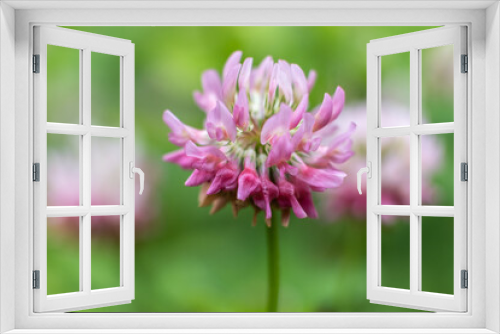 Fototapeta Naklejka Na Ścianę Okno 3D - Close up photo. Pink flower clover. Nature. Background. 