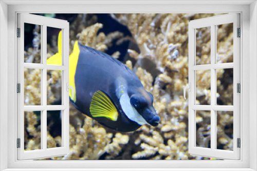 Fototapeta Naklejka Na Ścianę Okno 3D - Fische im Riff und ihrer natürlichen Umgebung
