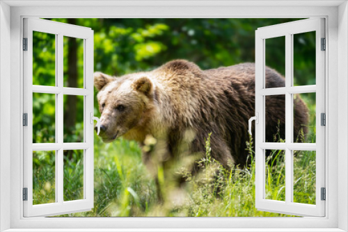 Fototapeta Naklejka Na Ścianę Okno 3D - Bär im Wald