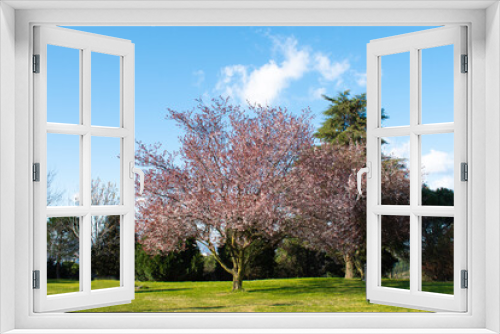 Fototapeta Naklejka Na Ścianę Okno 3D - Cherry Blossom trees, Nature and Spring time background. Blooming cherry plum in the spring garden. On blue sky background.