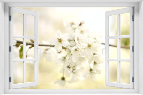 Fototapeta Naklejka Na Ścianę Okno 3D - Pflaumenblühte