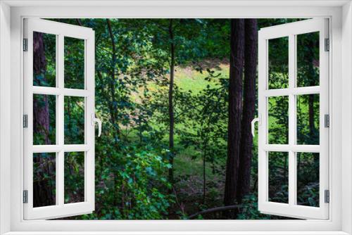Fototapeta Naklejka Na Ścianę Okno 3D - sun rays in forest