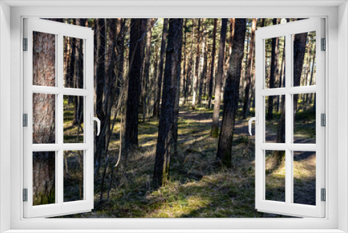 Fototapeta Naklejka Na Ścianę Okno 3D - Forest landscape of many trees in the open air; High shadows falling to the ground from the bright sun