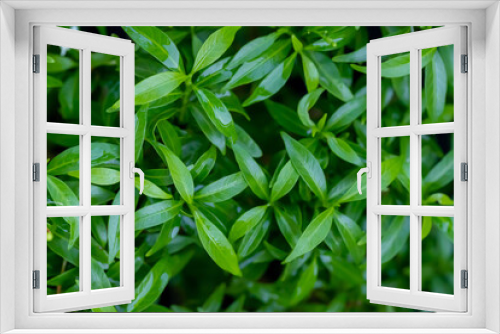 Fototapeta Naklejka Na Ścianę Okno 3D - beautyful white jasmine in the garden.Green leaves background. in Thailand.