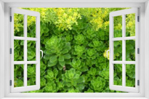 Fototapeta Naklejka Na Ścianę Okno 3D - Stonecrop succulent green groundcover with lime green plants in vibrant and contrasting background
